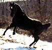 blackhorse.gif